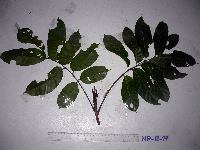 Canarium vitiense image