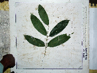 Canarium oleosum image