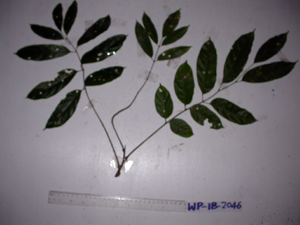 Gossia floribunda image