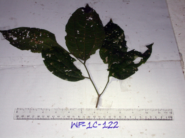 Cannabaceae image