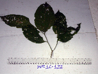 Celtis latifolia image