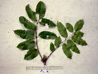 Canarium indicum image