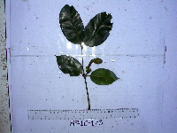 Gnetum gnemonoides image