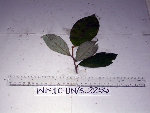Cryptocarya mackinnoniana image