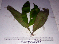 Calophyllum soulattri image