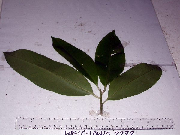 Ardisia lanceolata image