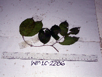 Salacia chinensis image
