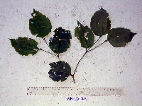 Celtis latifolia image