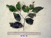 Celtis latifolia image