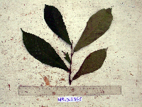 Ficus sangumae image