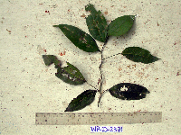 Celtis latifolia image