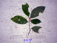 Cryptocarya depressa image