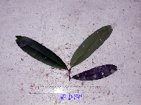 Calophyllum soulattri image