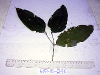 Celtis latifolia image