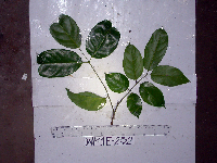 Image of Protium macgregorii