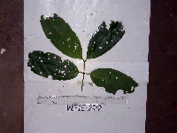 Cinnamomum grandiflorum image