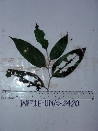 Celtis latifolia image