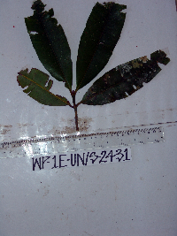 Calophyllum soulattri image