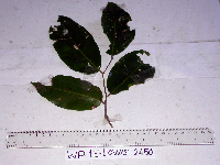 Kingiodendron novoguineense image