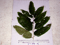 Aglaia cucullata image