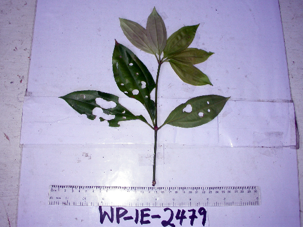 Medinilla quadrifolia image