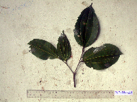 Celtis latifolia image