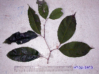 Kingiodendron novoguineense image