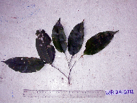 Celtis latifolia image