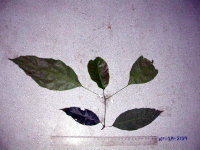 Pimelodendron amboinicum image