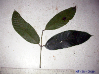 Canarium oleosum image