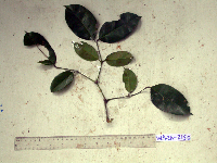 Gnetum gnemonoides image