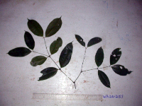 Gnetum gnemonoides image