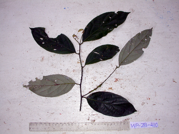 Cryptocarya image