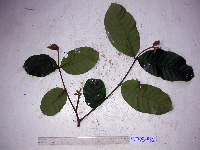 Chisocheton lasiocarpus image