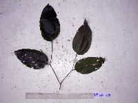 Celtis latifolia image