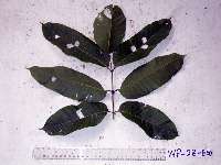 Canarium oleosum image