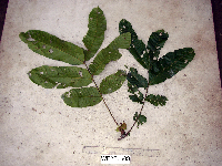 Pometia pinnata image