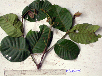 Chisocheton lasiocarpus image