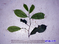 Cryptocarya depressa image