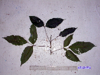 Sandoricum koetjape image
