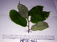 Cryptocarya multipaniculata image