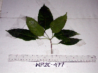 Pimelodendron amboinicum image