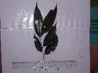 Celtis latifolia image