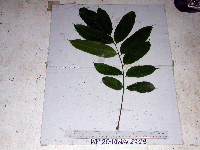 Canarium vitiense image