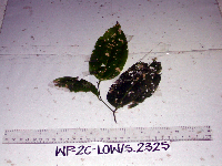 Celtis latifolia image