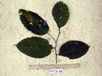 Celtis latifolia image