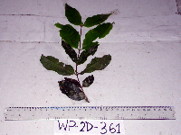 Syzygium longipes image