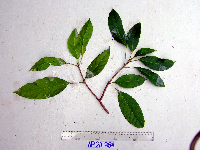 Pimelodendron amboinicum image