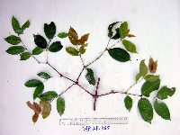 Gnetum gnemonoides image