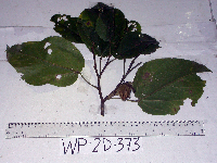 Papuodendron lepidotum image